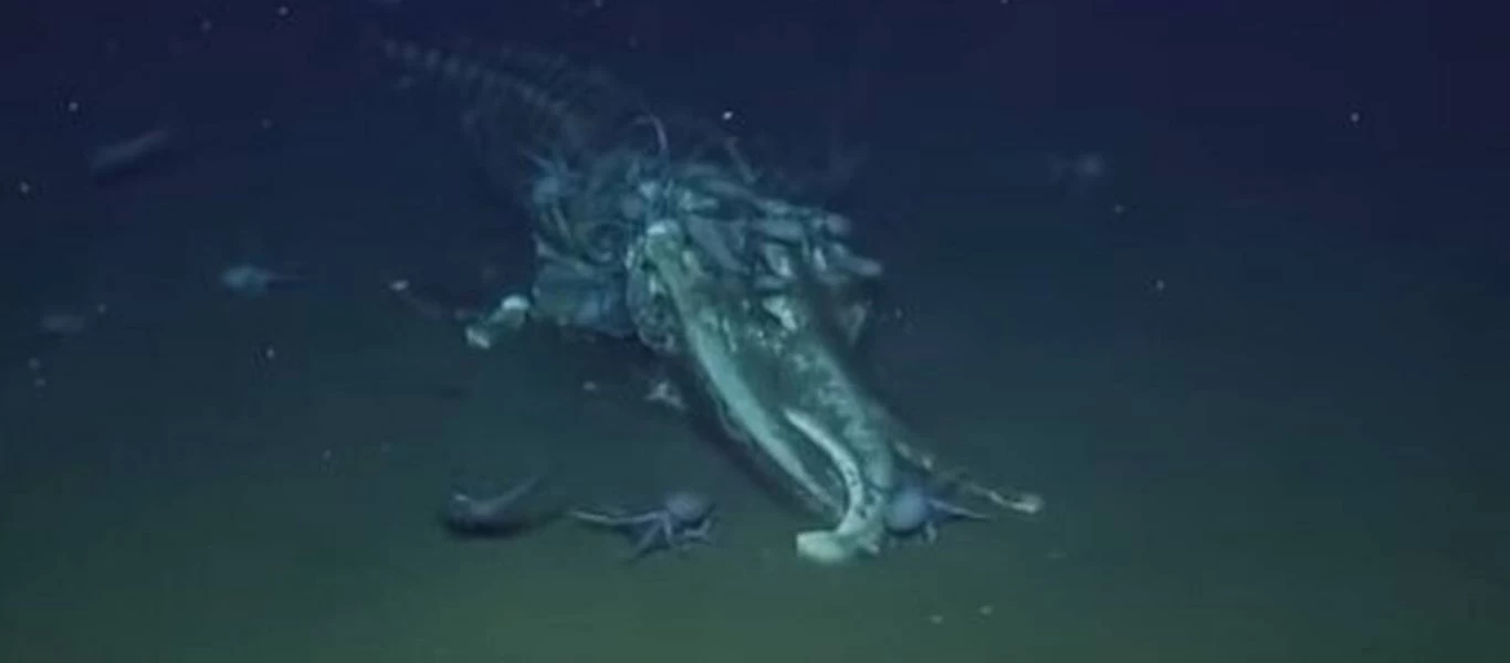 Απίστευτο θέαμα - Χταπόδια τρώνε το κουφάρι μιας φάλαινας (βίντεο)